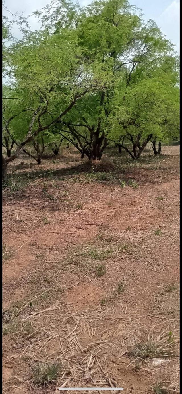 ที่ดิน 18 ไร่ ไร่ละ หนึ่งแสนบาทถ้วน มีต้นมะขามหวาน ประมาณ 400 ต้น เก็บผลผลิตได้ มกราคม 6