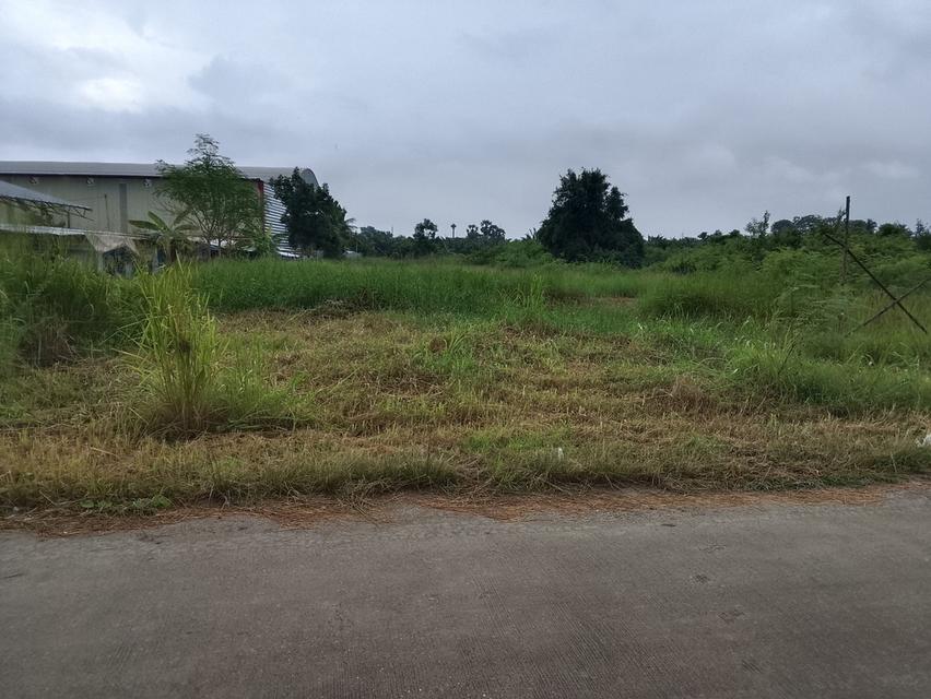 ขายที่ดินพานทอง 8 ไร่ ใกล้ถนนหนองกาน้ำ(3023)กำลังขยาย4เลน-950เมตร หนองหงษ์ จ.ชลบุรี 1