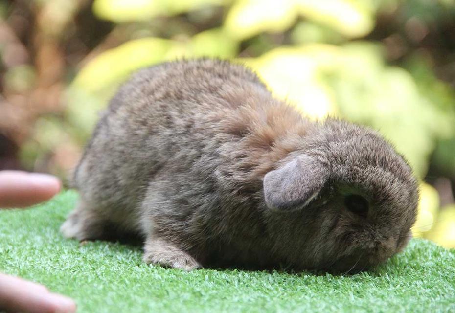 กระต่ายฮอลแลนด์ลอป (ญ) รูปที่ 7