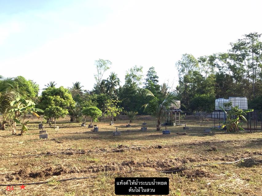 ขายที่ดินพร้อมบ้านและสวนผลไม้ 6