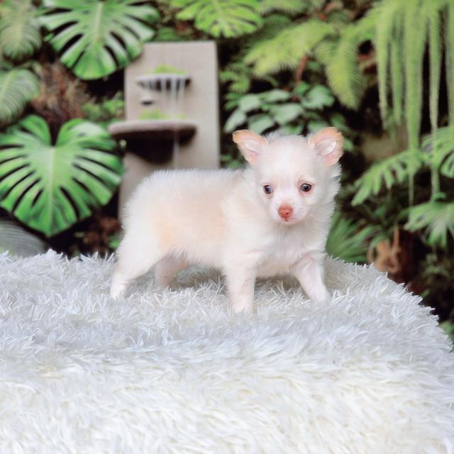 ชิวาวาแท้เพศผู้พร้อมย้ายบ้าน รูปที่ 5