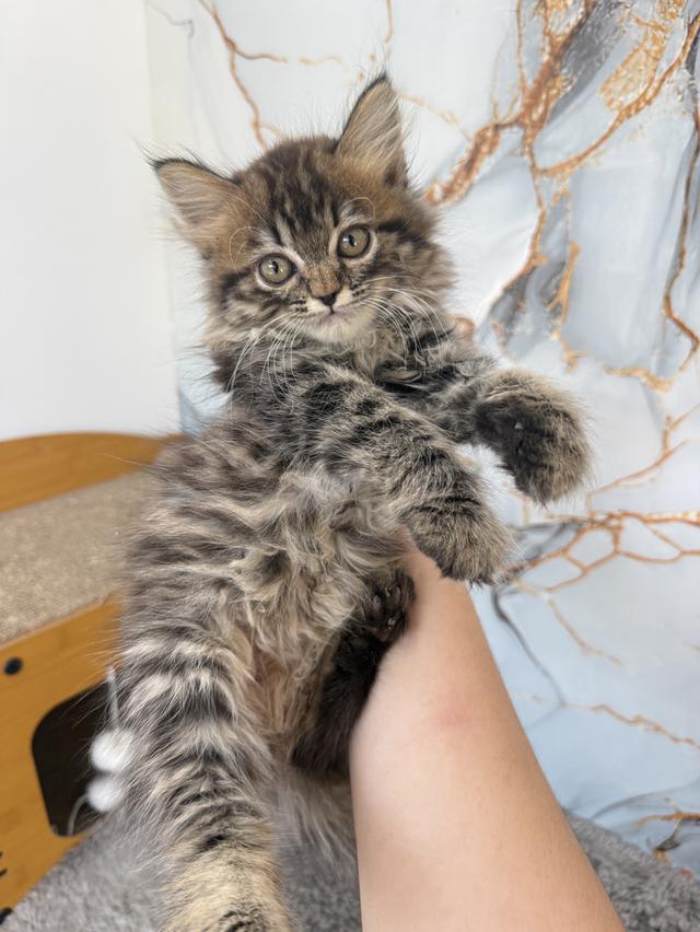 ลูกแมวพันธุ์เปอร์เซีย รูปย่อยที่ 2