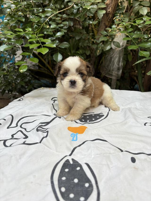 น้องชิสุ เด็กชาย น่ารัก