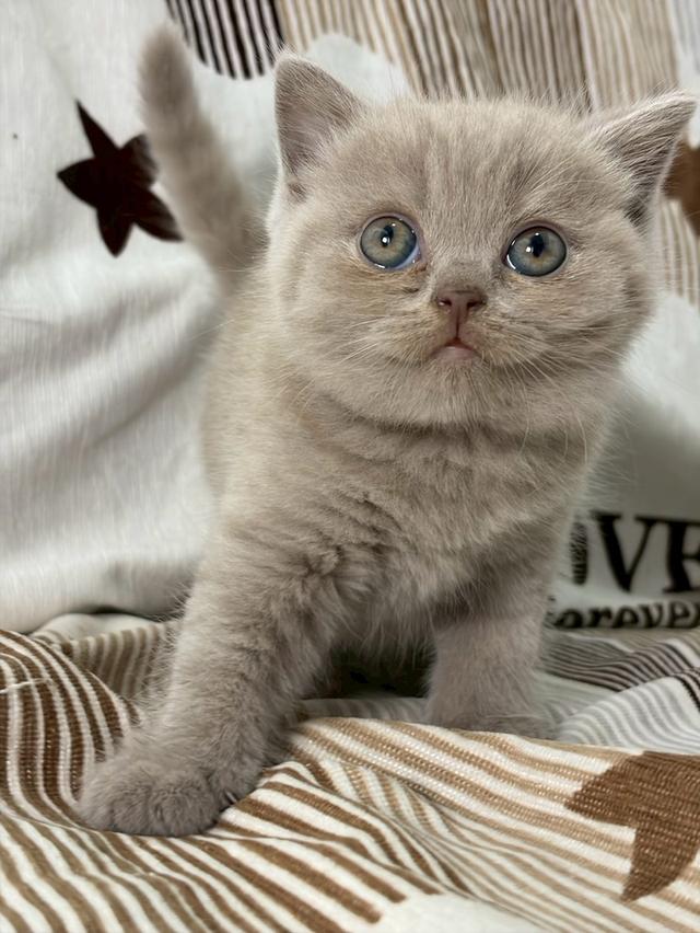 British shothair WCF