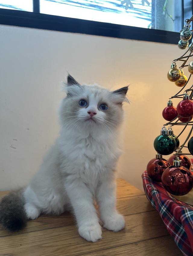 น้องแมวเพศ ชาย Ragdoll