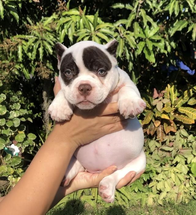 อเมริกันบูลลี่ฟอร์มสวย