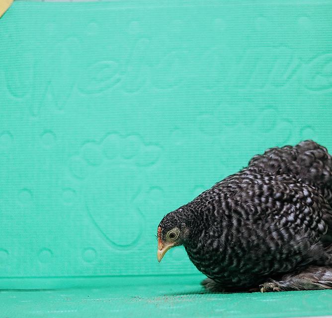 ลูกไก่มินิโคชิน ฟอร์มสวย 5