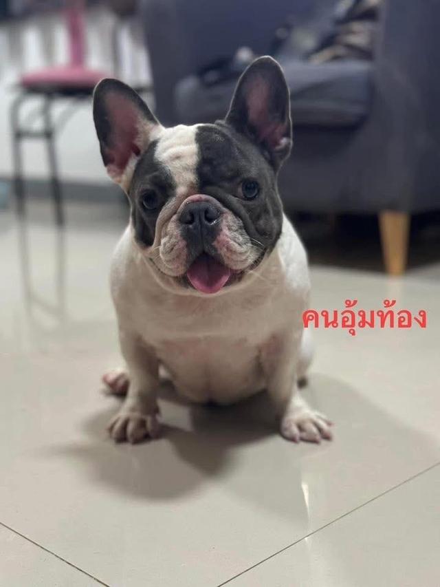 เฟรนช์บลูด็อก