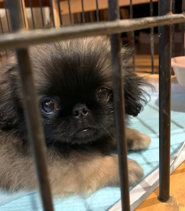 หาบ้านให้สุนัขพันธุ์เล็ก Pekingese