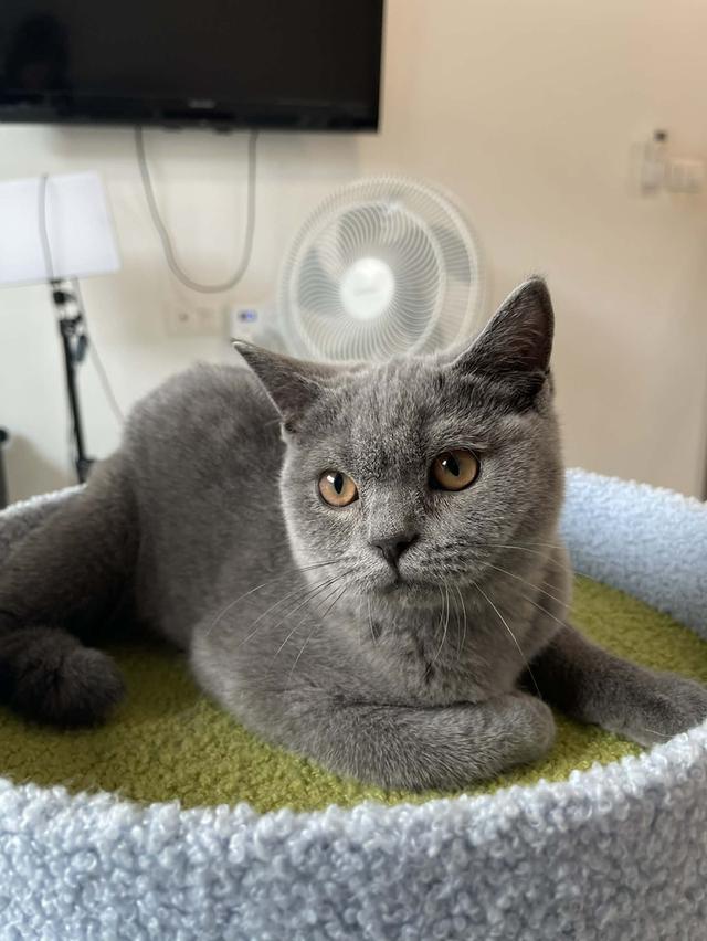 British Shorthair พร้อมใบ WCF ดช รูปที่ 5