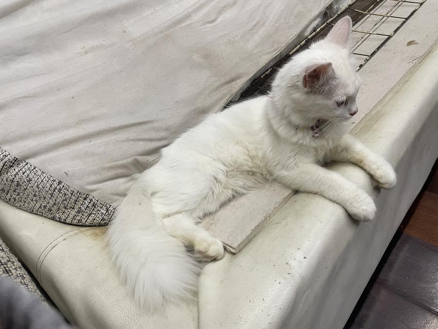 น้องแมวเปอร์เซีย-ไทย