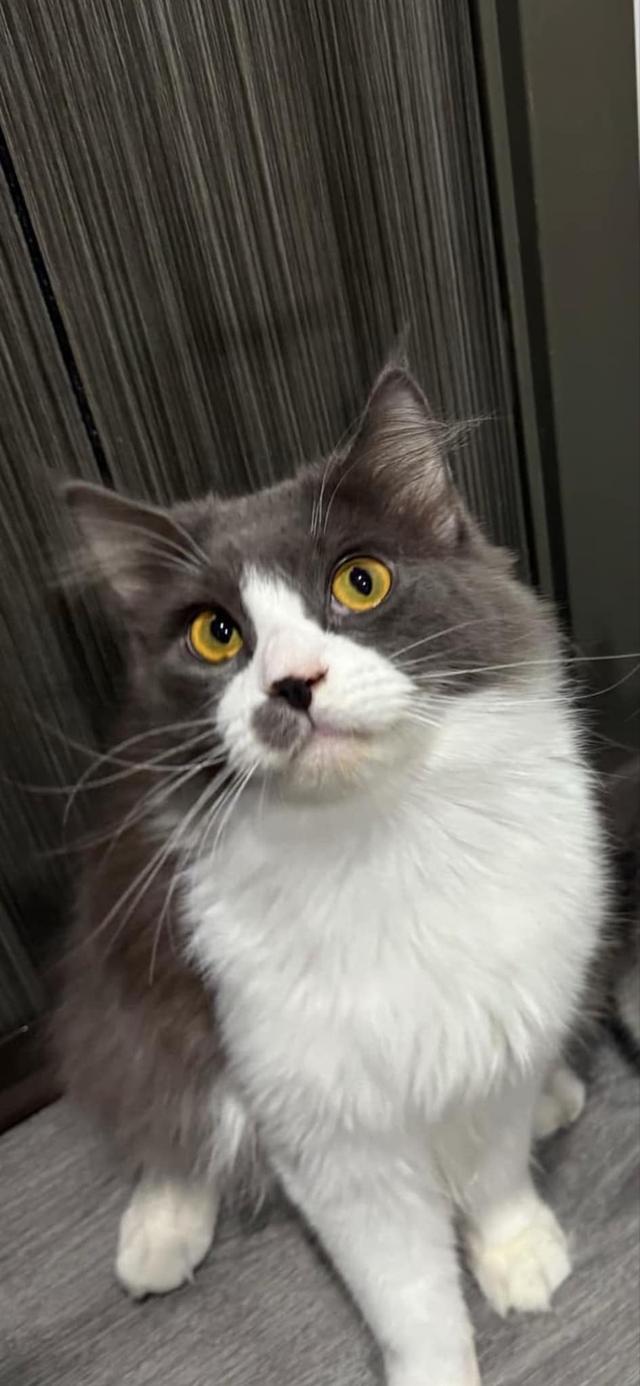 เมนคูนเปอร์เซีย 3