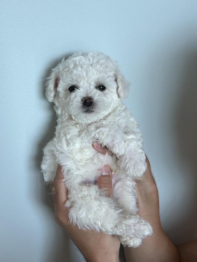 ลูกบิชองฟริเซ่ (เด็กชายโฮต๊อก)