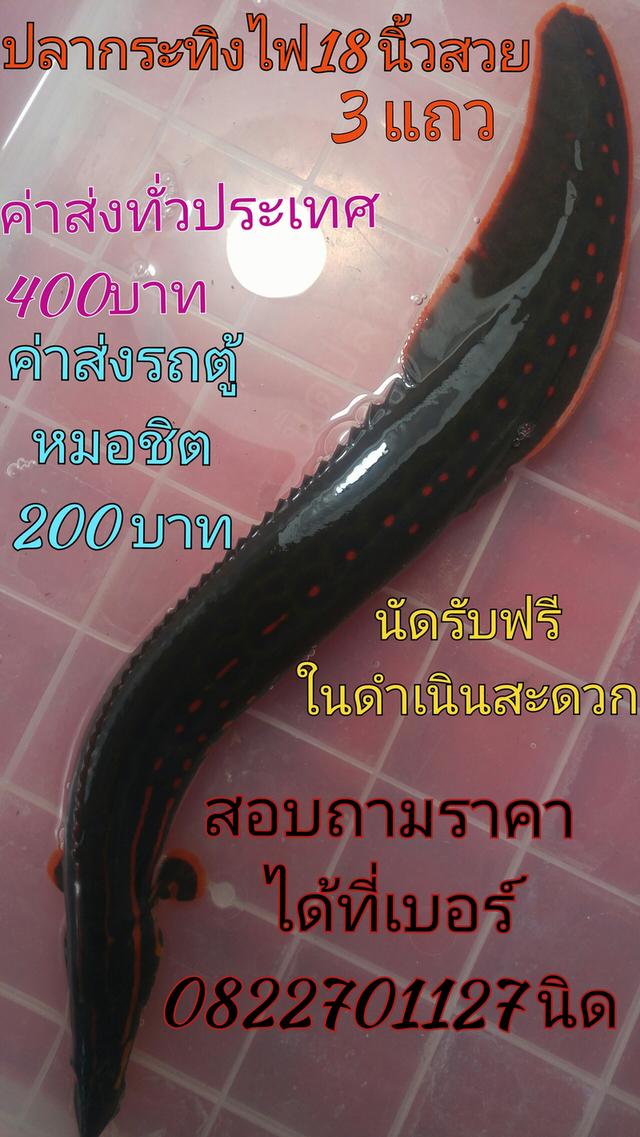 ขายแล้ว ปลากระทิงไฟ 18นิ้ว สวย3แถว