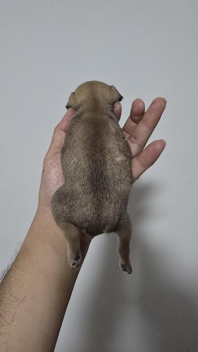 สุนัขชิวาว่าไซส์จิ๋วน่ารัก รูปที่ 3