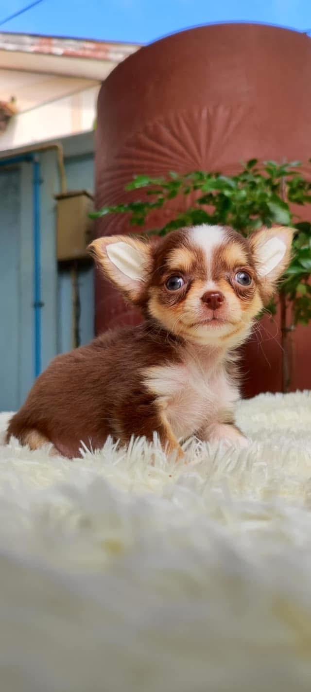 ลูกสุนัข Chihuahua สีช็อกโกแลต 2