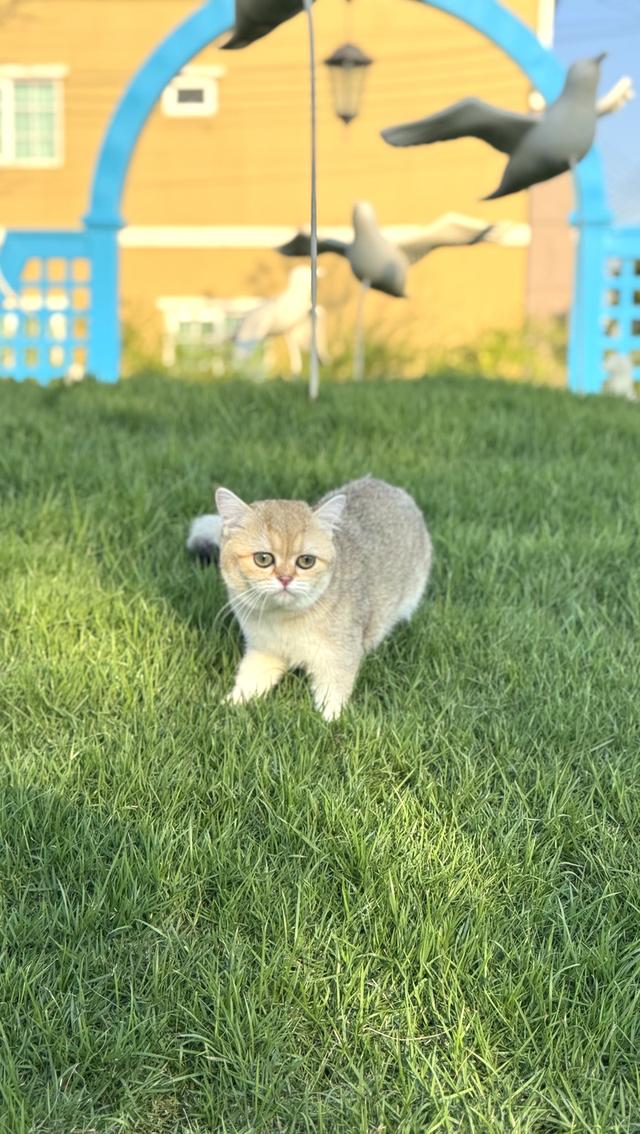 พร้อมย้าย🚗🏠 เพ็ดนอก WCF British Shorthair ชีสเค้ก ตรวจสุขภาพพร้อมฉีดวัคซีนครบแล้วค่ะเกิด 17/05/2024Ny 25  25,000📌พิกัด : รังสิต 3