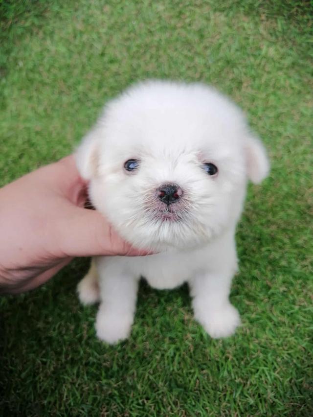 ชิสุห์ปอม หญิง น่ารัก พร้อมย้าย