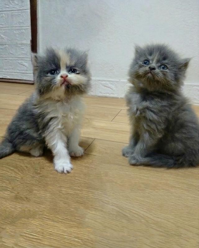 ลูกแมวเปอร์เซียแท้...