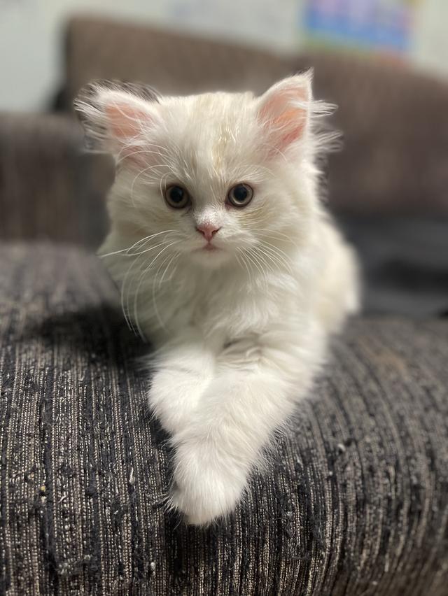 แมวขาว-(ชาย)2เดือน พร้อมย้ายบ้าน