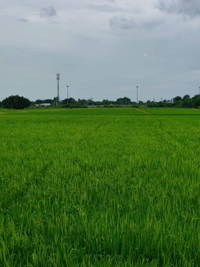 ขายที่ดินเปล่า ทำเลดีติดถนน ตำบลคลองสาม อำเภอคลองหลวง จังหวัดปทุมธานี 7