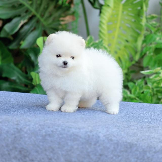 น้องกลูต้า ปอมขาวทีคัพหนุ่มหล่อ
