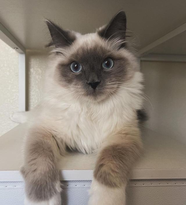 ขายน้องแมวพันธุ์บาลีนีส หน้าสีน้ำตาลสวย