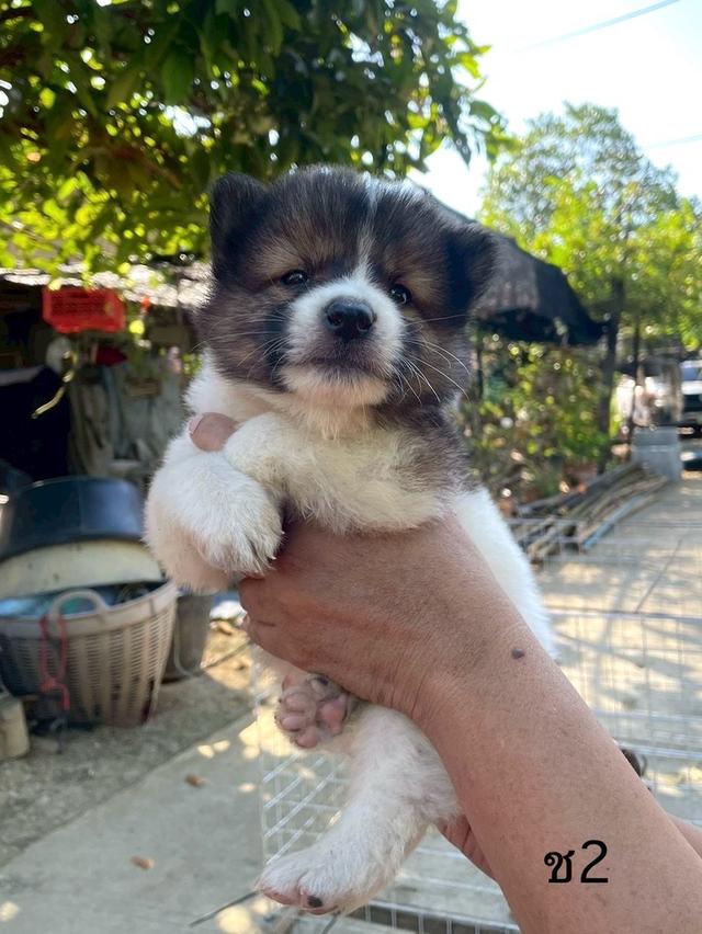 ลูกสนุัข พันธุ์บางแก้ว