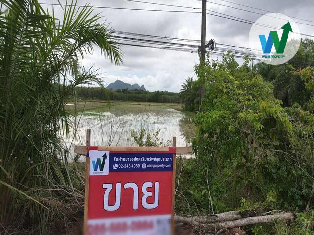 ขายที่ดิน 7 ไร่ 3 ตารางวา ใน มะกอกเหนือ, ควนขนุน, พัทลุง 1