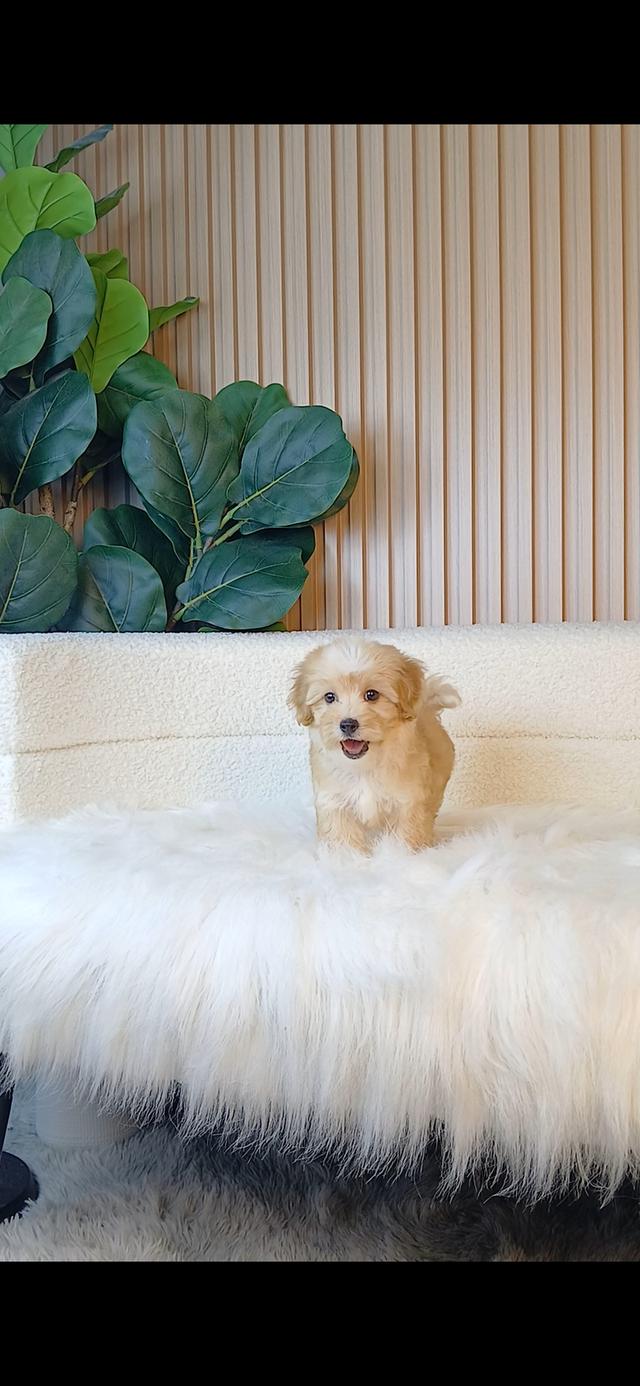 มอลติพู Maltipoo เพศชาย สีน้ำตาลขาว วัคซีน5โรค ถ่ายพยาธิ มีใบรับรองแพทย์รับรองสุขภาพ ส่งได้ทั่วไทย โทร หรือแอดไลน์ 0615301155