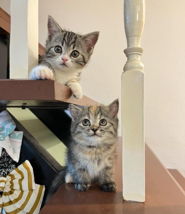 แมวสก๊อต ☘️😁😡🙂🙂😁ffcg