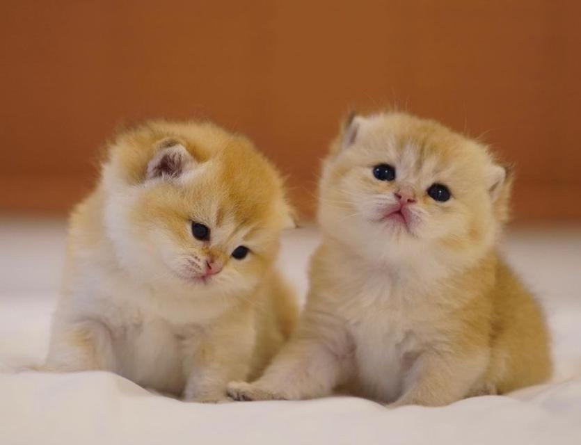 ขายแมวบริติชซ็อตแฮร์ฝาแฝด สีสวย 2