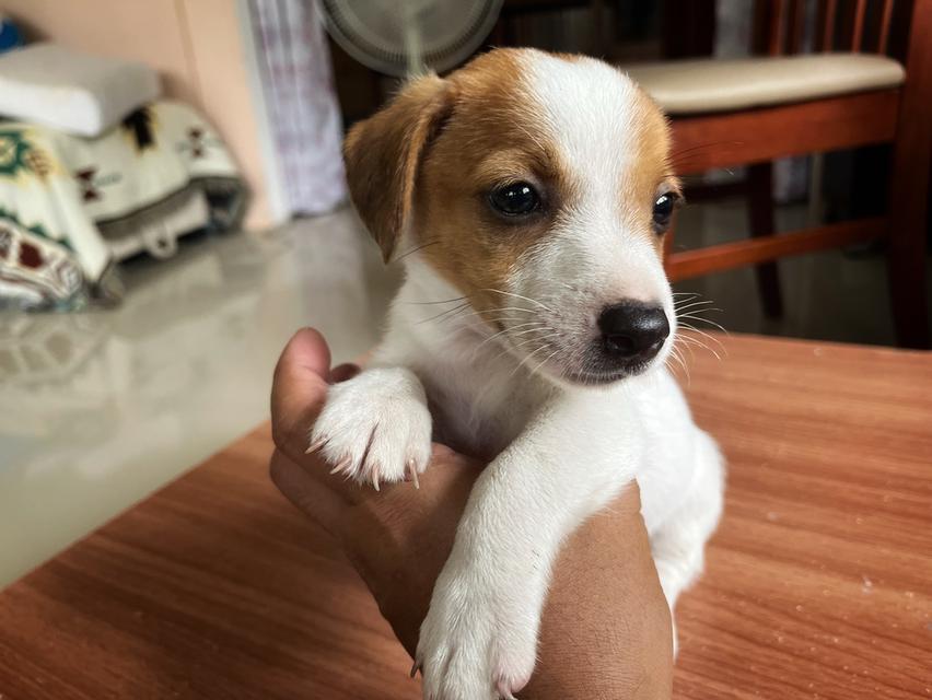 ลูกสุนัข jackrussell