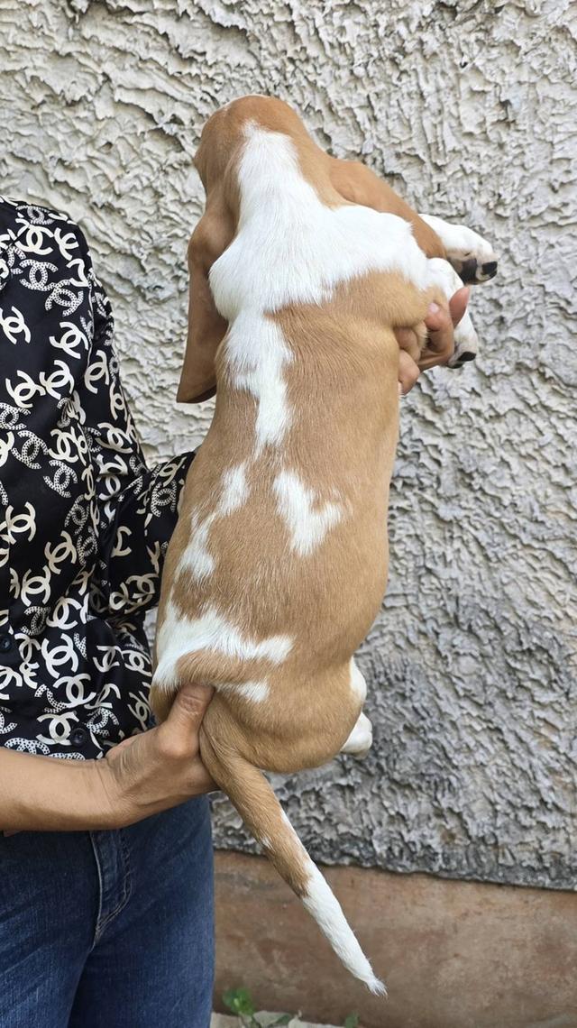 บาสเซ็ตฮาว์ดใบเพ็ดสมาคมพัฒนาพันธุ์สุนัข รูปที่ 6