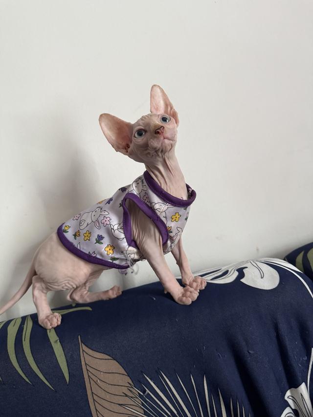 แมวสฟิงซ์ 2