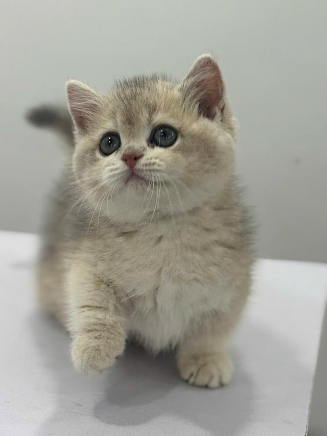 แมวสก๊อติช สาวน้อยน่ารักขี้อ้อน รูปที่ 3