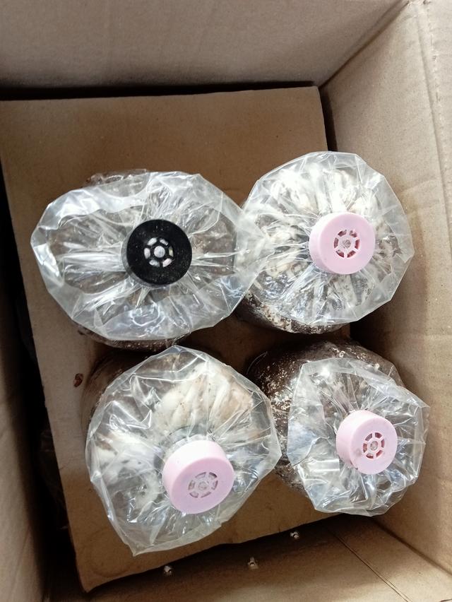 ก้อนเชื้อเห็ดโคนน้อย พร้อมคู่มือการดูแล 11