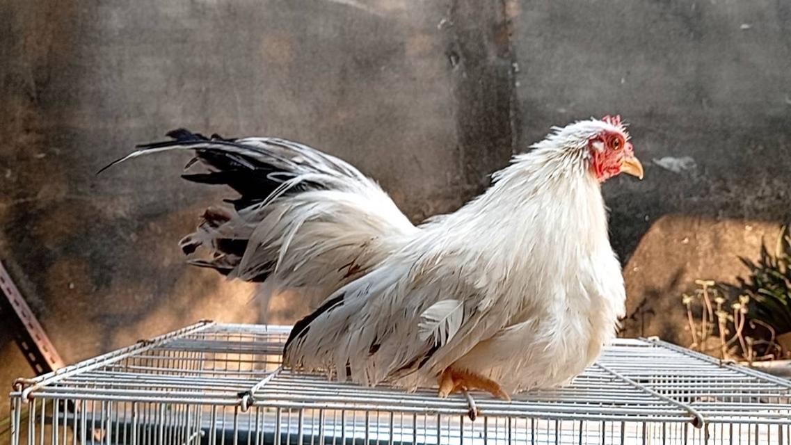 ไก่ซีไบร์ท 9