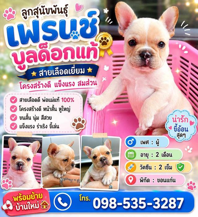ลูกสุนัขพันธุ์เฟรนช์บูลด็อก