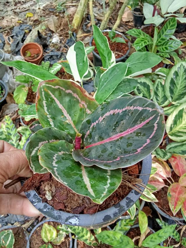 ต้นไม้  ไม้ดอกไม้ประดับ รูปที่ 12