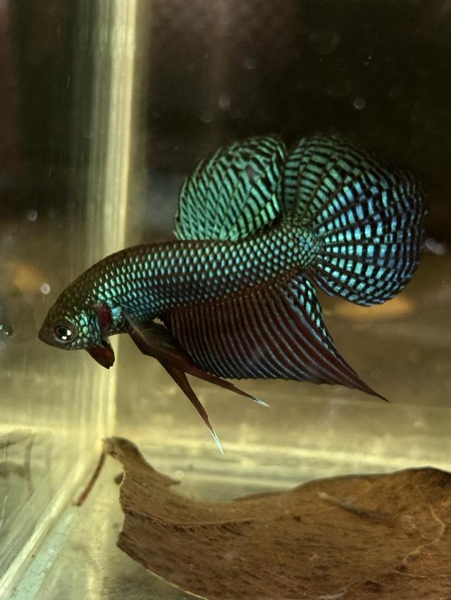 ปลากัดป่าหลากหลายสายพันธุ์ รูปที่ 2