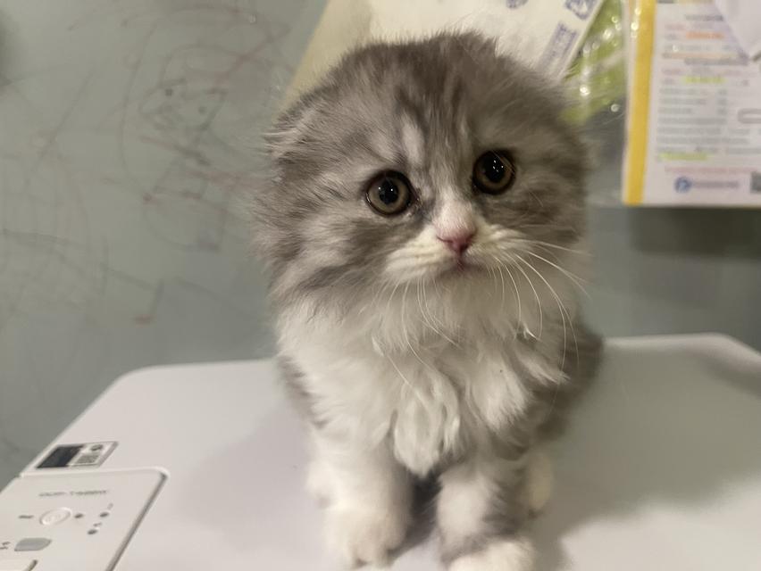 เปิดจองน้องใหม่(สก็อตติชโฟลด์ผสม) รูปที่ 6