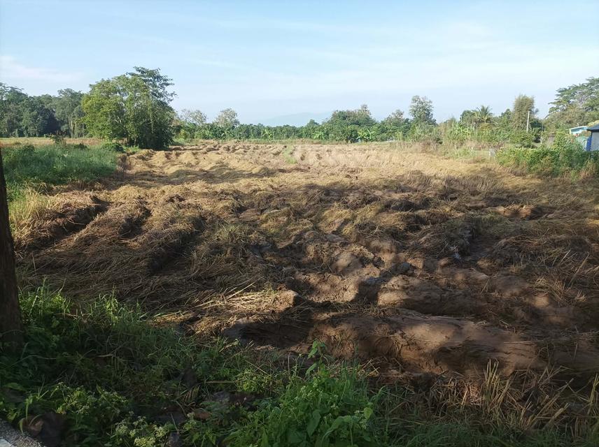 ขายที่ดิน1ไร่ ต.ป่าป้อง อ.ดอยสะเก็ด จ.เชียงใหม่ 1