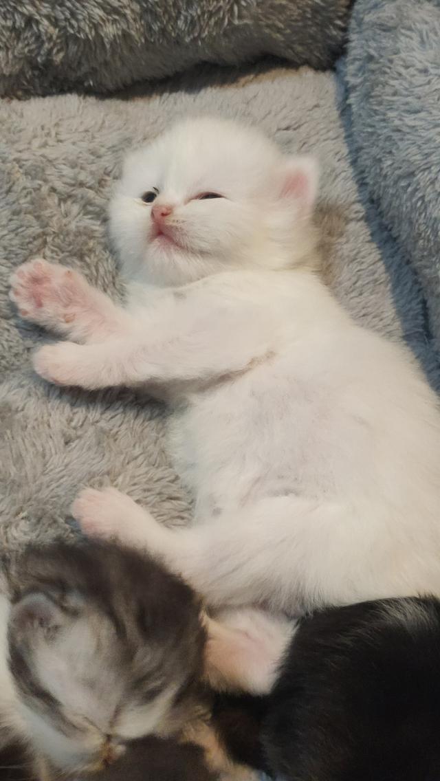 Persian cat เปอร์เซียแท้