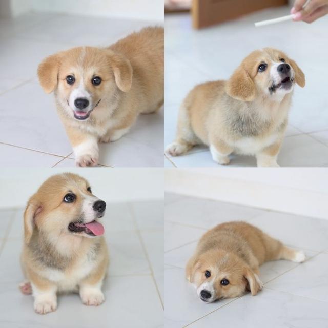 คอร์กี้ (Welsh Corgi)