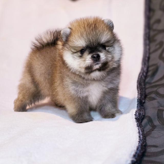 ปอมหมีเพศผู้สุดหล่อพันธุ์แท้พร้อมย้ายบ้าน