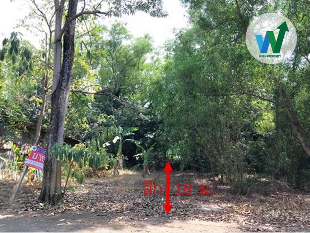 ขายที่ดินเปล่า 63 ตร.ว. น้ำไฟเข้าถึงแล้ว กว้าง 14 ม. ลึก 18 ม. รูปสี่เหลี่ยมผืนผ้า ใกล้โรงเรียนชุมชนบึงบาหนองเสือ 2