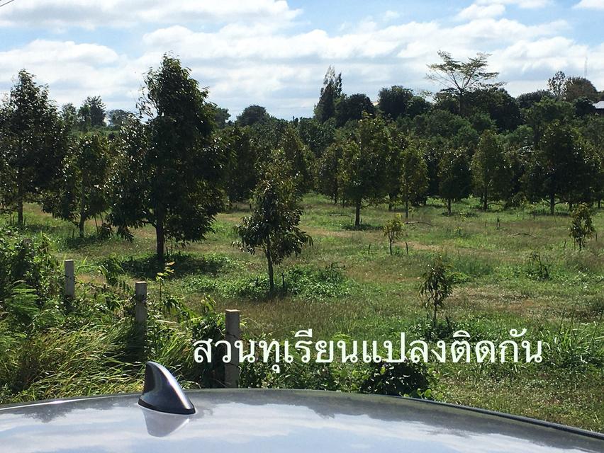 ขายสวนผลไม้ อ.ปากช่อง ดินแดงดีมาก 4
