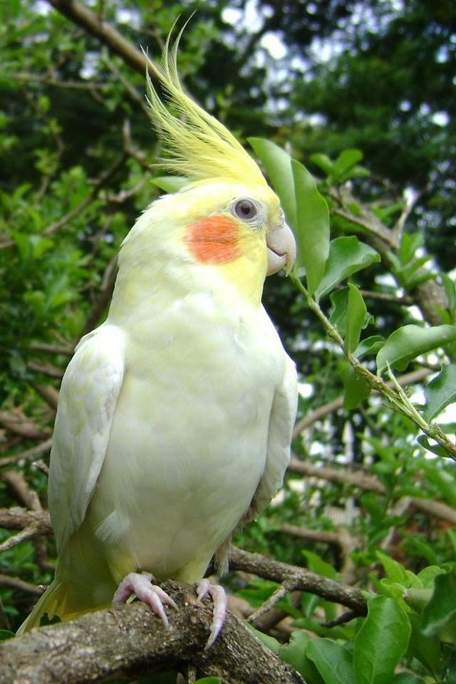 นกค็อกคาเทล สีขาวเหลือง