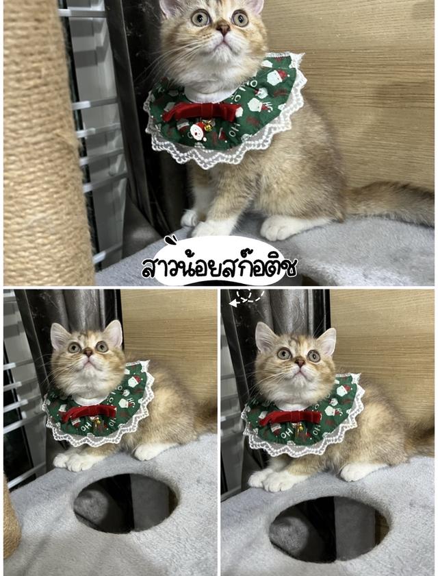 แมวบริติช แร็กดอล มันช์ดิ้น มาดูตัวจริงแมวได้ รูปที่ 3